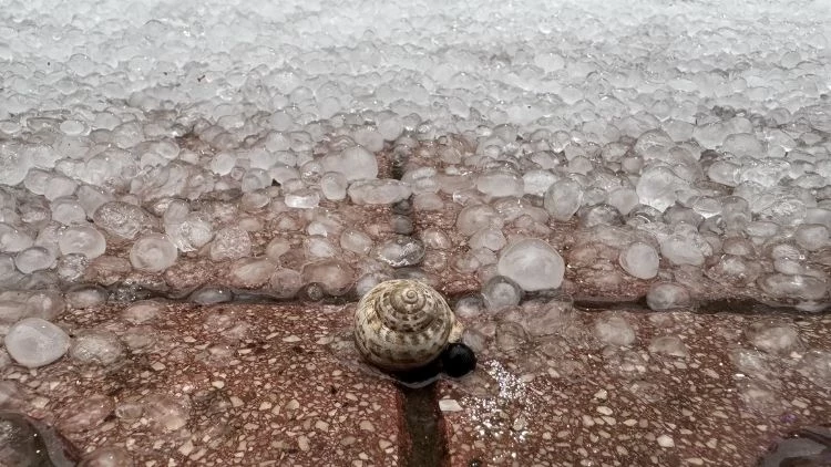 Antalya'yı sağanak ve dolu vurdu: Ağaçlar devrildi, yolları su bastı